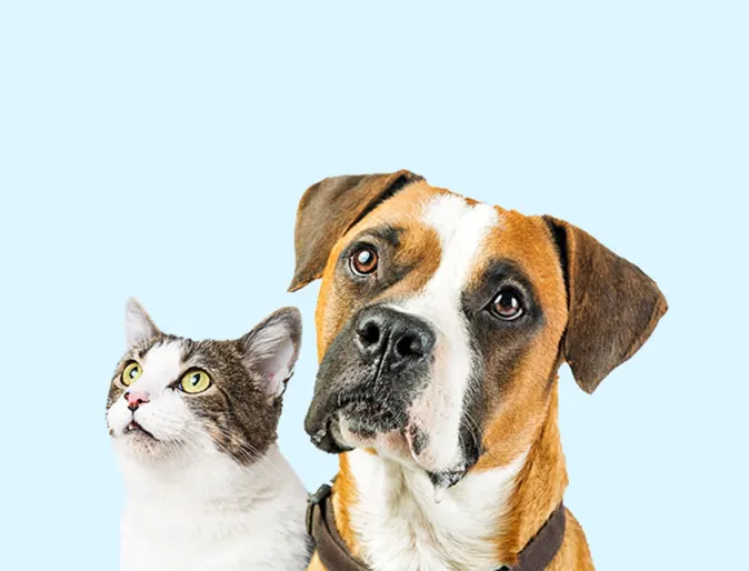 Dog and cat staring up with blue background.